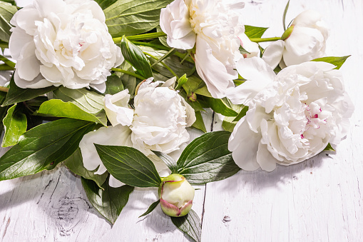 Bouquet of fresh white peonies. Summer delicate flowers, romantic gift concept. Floral arrangement, trendy hard light, dark shadows. White old planks background
