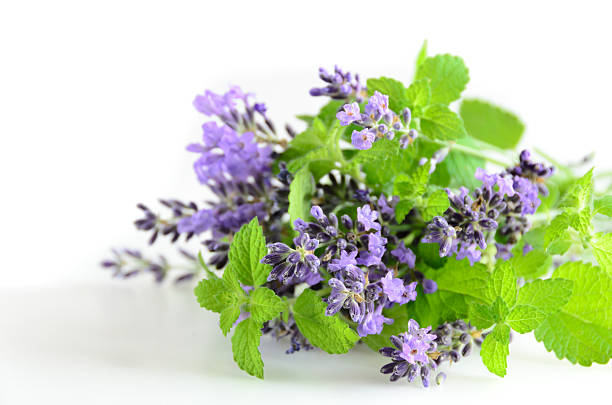 bouquet of lavender and lemon balm stock photo