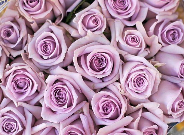bouquet of lilac colored roses  bed of roses stock pictures, royalty-free photos & images