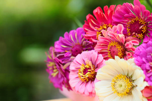 bouquet of pink, purple, white zinnias on green blurred background. copy space. bouquet of pink, purple, white zinnias on green blurred background. copy space. zinnia stock pictures, royalty-free photos & images