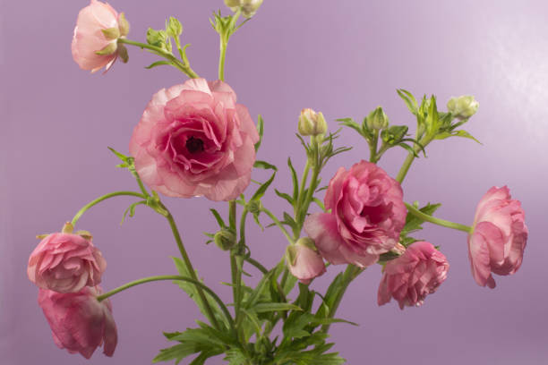 bouquet di ranuncolo rosa in vaso su sfondo rosa. - fotografia immagine foto e immagini stock