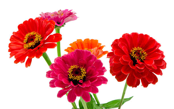 Bouquet of pink red and orange zinnia flowers isolated stock photo
