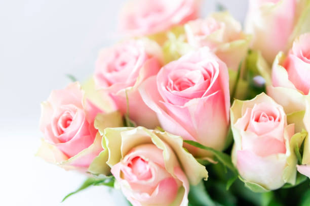 Bouquet of pink roses stock photo