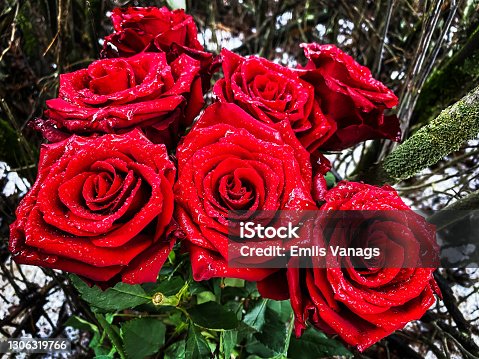 istock Bouquet of red roses in winter with a little snow, red flowers and green bushes - Christmas decoration. 1306319766