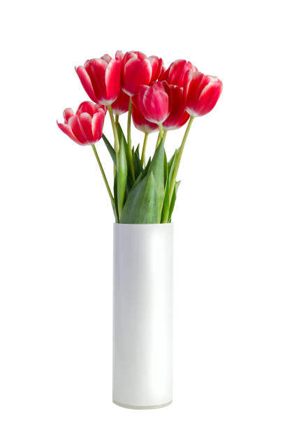 흰색 배경에 고립 된 흰색 꽃병에 붉은 튤립 꽃다발 - 꽃병 뉴스 사진 이미지