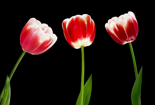 Bouquet of red tulips on a black background