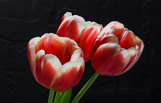 red tulip flower with green petal on black background
