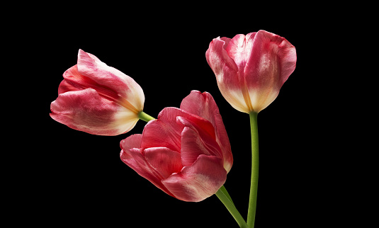 Bouquet of red tulips with green petal on black background