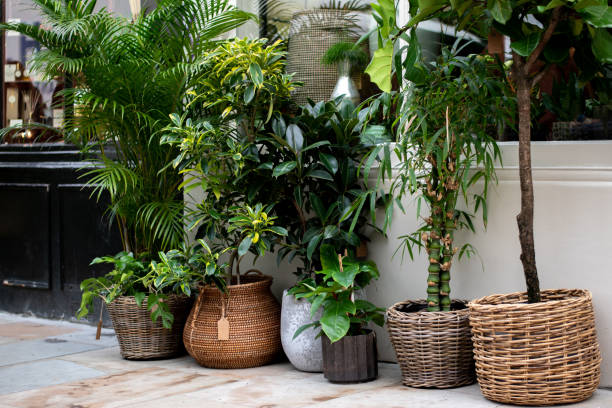 A boutique plant shop in the city of London. stock photo