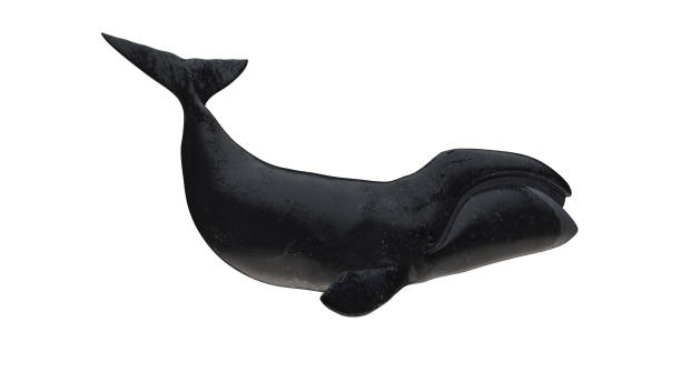 セミクジラのストックフォト Istock