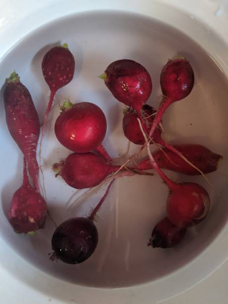 Bowl of radishes in water stock photo