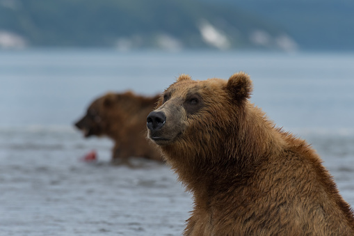 This large brown Kamchatka bear image was taken in the wild Kurile Lake\nwhich is located on the wild far east Russia.