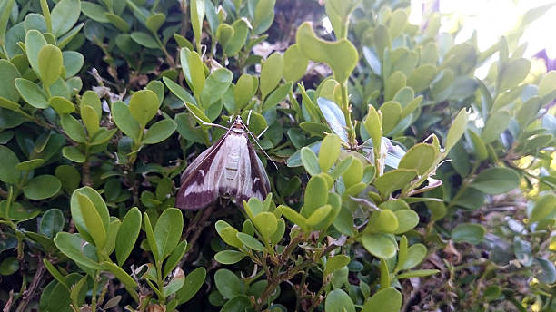 Box tree moth on a Buxus sempervirens Box tree moth on a Buxus sempervirens mud dauber wasp stock pictures, royalty-free photos & images