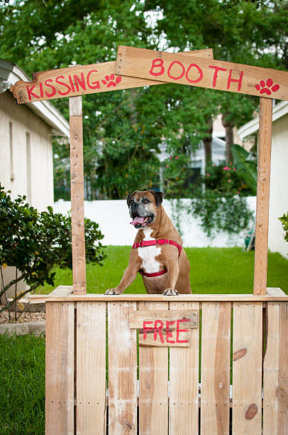 Boxer dog in a kissing booth stock photo