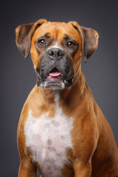 Boxer Dog A close-up of a Boxer dog looking directly at the camera. brown eyes stock pictures, royalty-free photos & images
