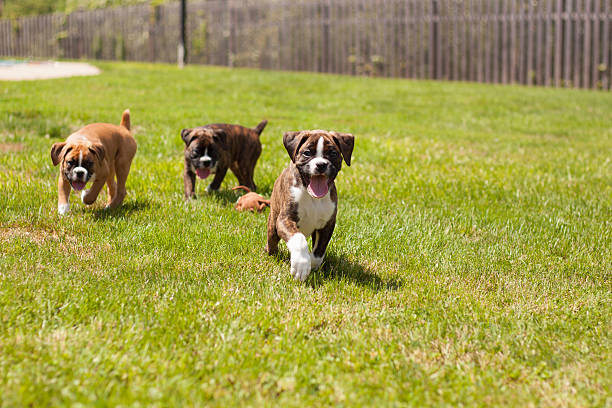 Boxer puppies Three boxer puppies running on the green grass towards you. boxer puppy stock pictures, royalty-free photos & images