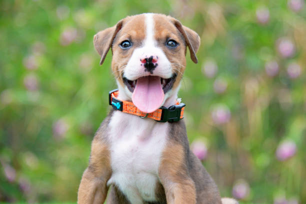 Boxer Puppy Dog Boxer puppy boxer puppies stock pictures, royalty-free photos & images