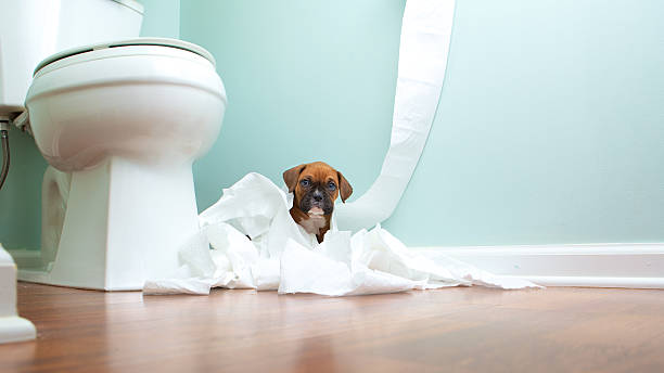 Boxer Puppy In Toilet Paper Boxer Puppy playing in toilet paper in the bathroom boxer puppy stock pictures, royalty-free photos & images