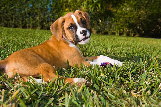 Boxer Puppy  boxer puppies stock pictures, royalty-free photos & images