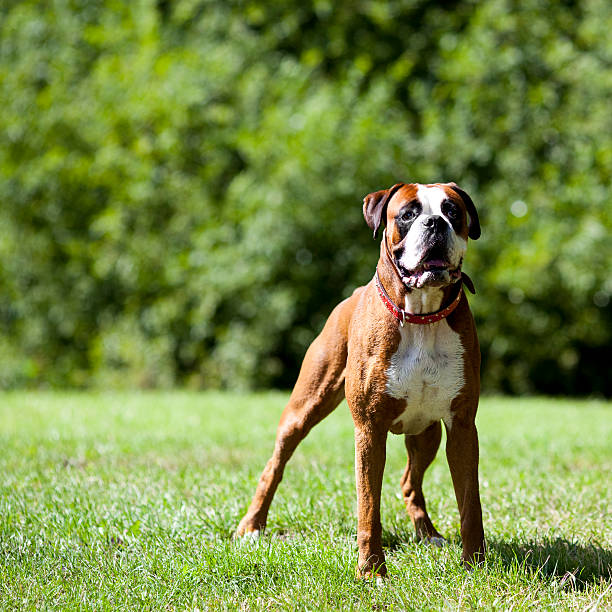Brown Boxer Dog Stock Photos, Pictures & RoyaltyFree