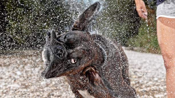 Boxer shaking head Boxer dog shaking head in water. slow motion stock pictures, royalty-free photos & images