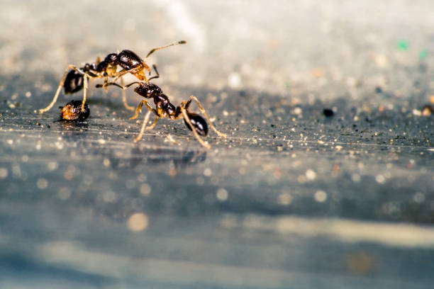 Boxing Ants stock photo