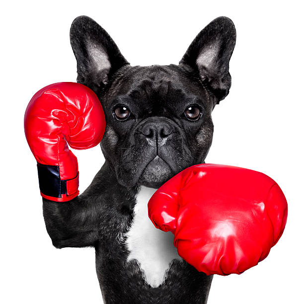 boxing dog french bulldog boxing dog with big red gloves boxer puppies stock pictures, royalty-free photos & images
