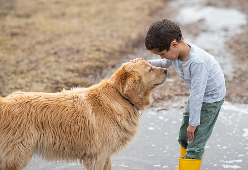 A young boy bends down to pet his dog as they spend time together outside.  The Golden retriever is standing in front of the boy as he pets him on the warm spring day.  The boy is dressed casually and wearing rubber boots.