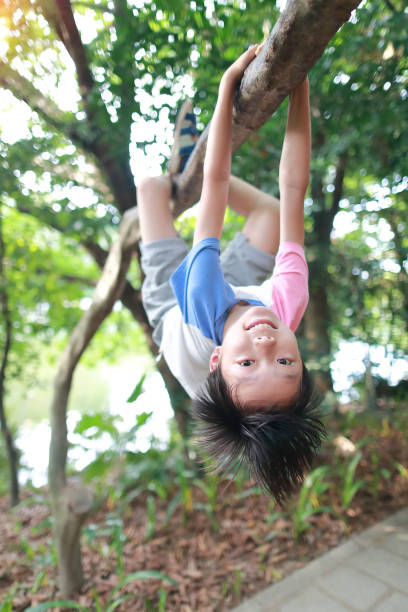Boy climbing a tree in the summer stock photo