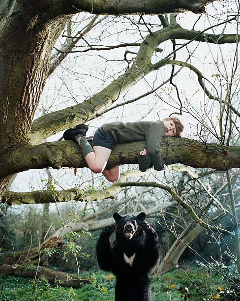 Boy climbing a tree to escape bear  animals attacking stock pictures, royalty-free photos & images