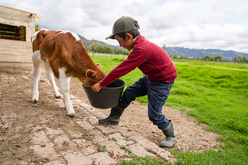 Happy Latin American boy feeding a beautiful newborn calf at a cattle farm â developing countries