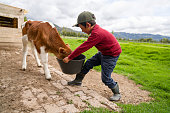 istock Boy feeding a beautiful newborn calf at a cattle farm 1319268067