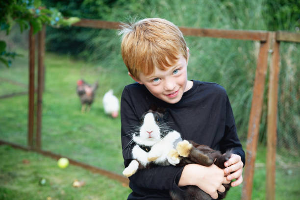 Boy holding his rabbit stock photo