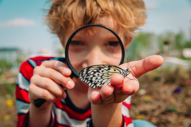 boy looking at butterfy, kids learning nature boy looking at butterfy through magnifying glass, kids learning nature exploration stock pictures, royalty-free photos & images