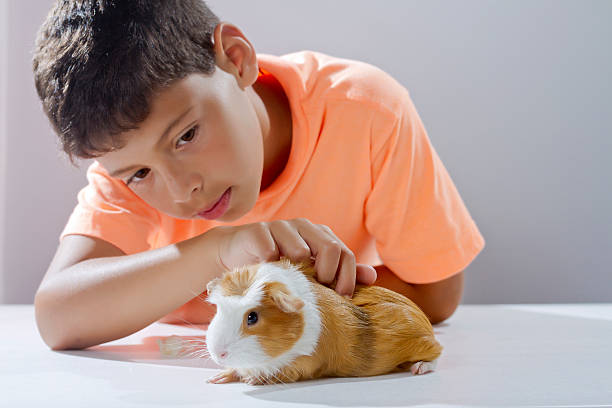 Boy looking his pet guinea pig stock photo