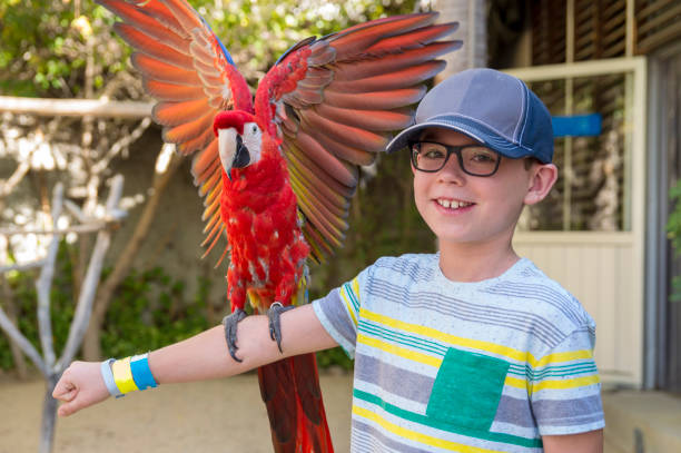 Boy Playing with a Colorful Parrot in Cabo San Lucas This is a playful parrot interacting with a tourist boy in Cabo San Lucas, Mexico.  This parrot was trained to raise its colorful wings whenever it perched on someone's arm. has san hawkins stock pictures, royalty-free photos & images