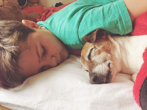Boy sleeping with his dog, a female senior Jack Russell Terrier