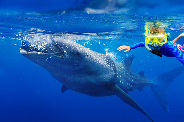 Boy snorkeling with whale shark stock photo