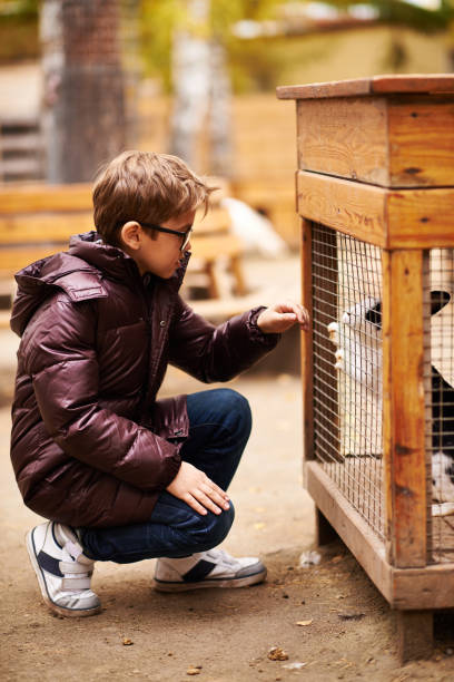Boy Visiting Farm Animals Boy visiting animals on a farm. rabbit hutch stock pictures, royalty-free photos & images