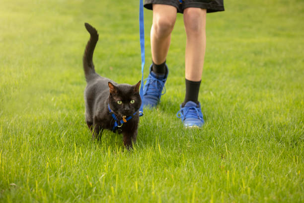 pojke walking katt på en koppel - cat leash bildbanksfoton och bilder