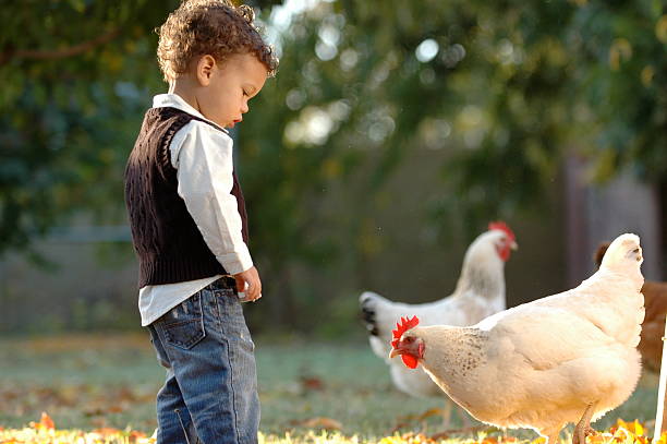 Boy watching chickens Adorable young boy watching chicken near him white leghorn stock pictures, royalty-free photos & images