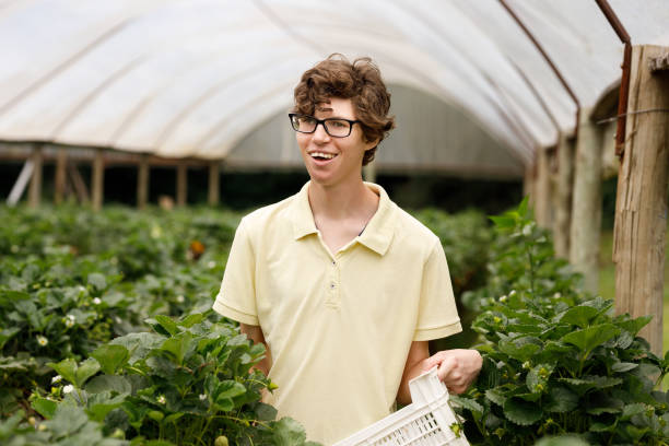 Boy with cerebral palsy harvesting strawberries inside a greenhouse stock photo