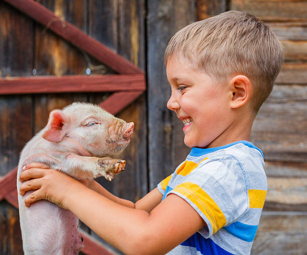 Boy with piglet stock photo
