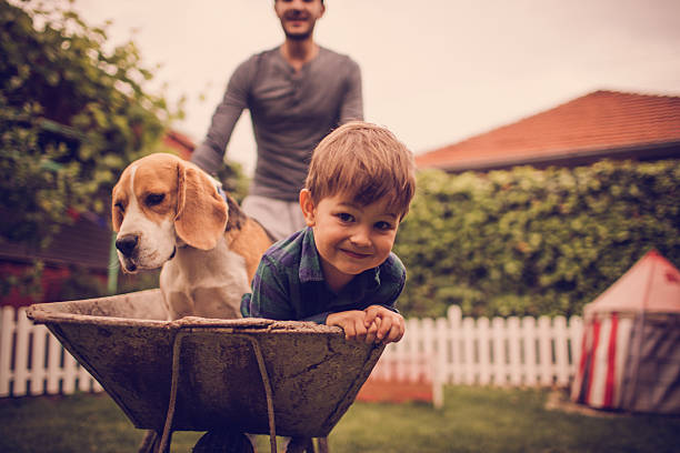 Boys having fun Photo of little smiling boy, his dad and dog having fun outdoors. Dad is driving them in a wheelbarrow. beagle puppies stock pictures, royalty-free photos & images