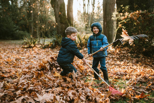 Boys Raking Up Autumn Leaves Two boys rake up a pile of maple leaves, either doing some yard work chores or preparing jump into them.  A beautiful sunny autumn day in Washington, United States. chores photos stock pictures, royalty-free photos & images