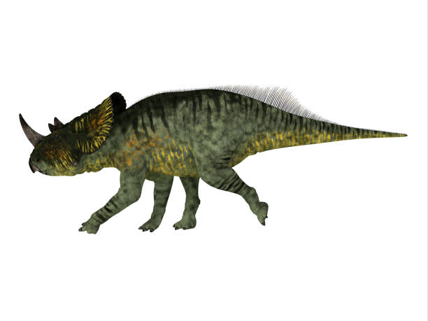 Brachyceratops Cretaceous Dinosaur stock photo