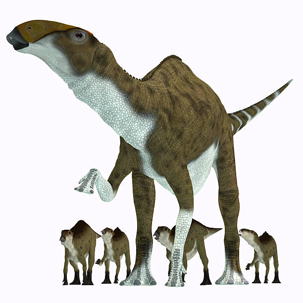 Duckbill Dinosaur Stock Photos, Pictures & Royalty-Free Images - iStock