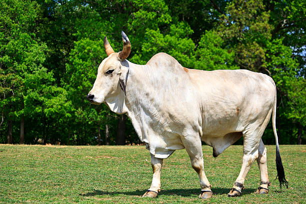 Brahma Cattle stock photo