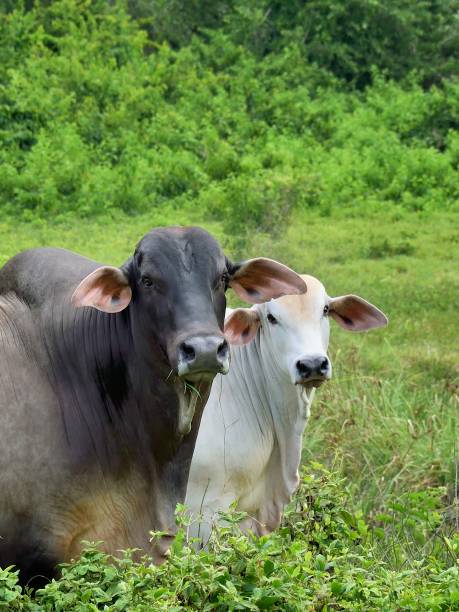 Brahman Bull and Cow Couple stock photo