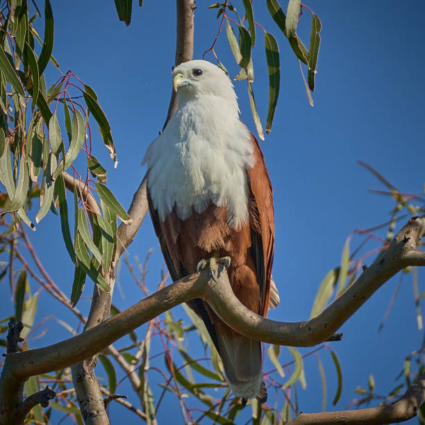 Brahminy Kite, Central Coast, New South Wales stock photo